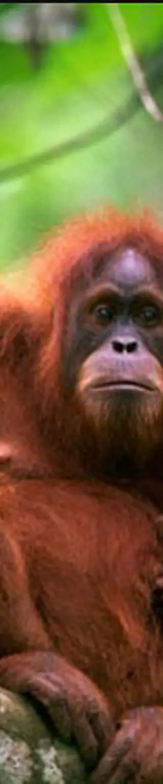 Nationalpark Gunung Leuser